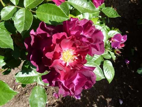 Видео: Утреннее цветение роз,лето 2020 года.(2 часть).