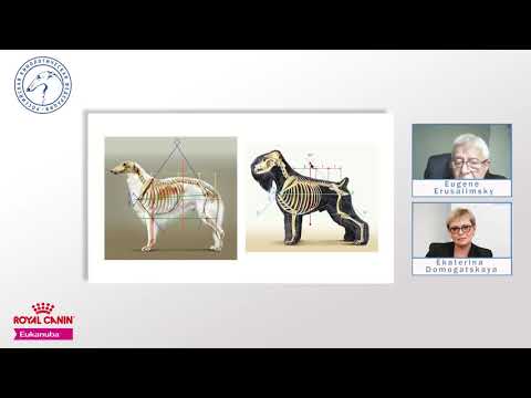 Видео: Лекция 3. Русская псовая борзая | Lecture 3. Russkaya Psovaya Borzaya (Borzoi) | РКФ