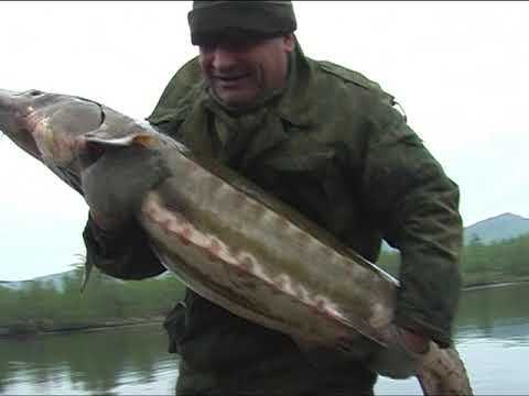 Видео: Сахалинский осетр (Acipenser mikadoi). Река Тумнин, Хабаровский край 2008 г.  Краткая версия II