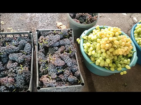 Видео: Виноробство 25. Ч.4