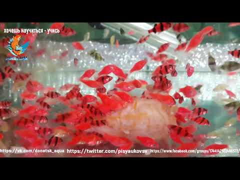 Видео: кормление кашей аквариумных рыб, как я кормлю, дешевый корм для рыбок