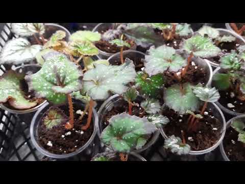 Видео: Караул!!! все бегонии заражены.!
