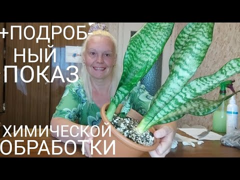 Видео: Проблемная сансевиерия Робуст, деление, пересадка #sansevieria #сансевиерия #пересадкасансевиерии