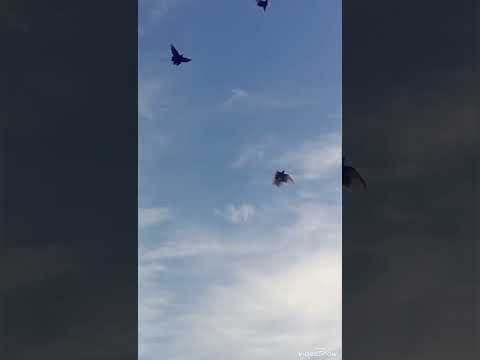 Видео: 23 октября 2025 г.