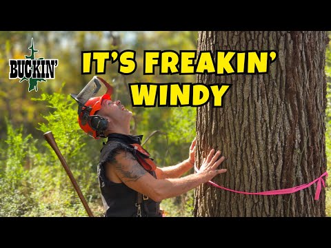 Видео: Вырубка деревьев лиственных пород, борьба с ветром для трелевочного трактора