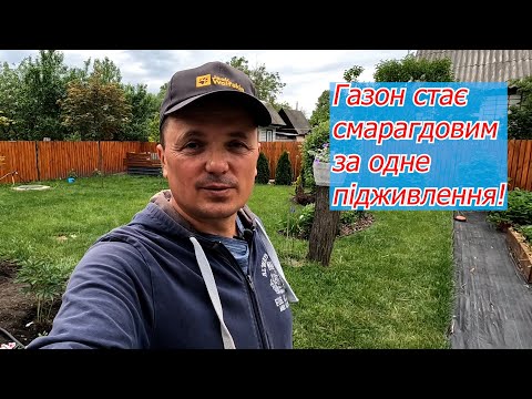 Видео: Газон швидко стає яскраво-зеленим! Дешеве добриво для газону і не тільки!
