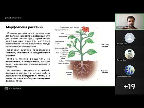 Видео: Морфология растений (часть 1)