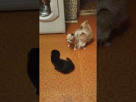 Видео: Двое на одного #cat #dog #животные