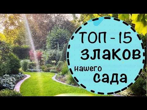 Видео: ☘️ТОП 15 злаков нашего сада. Самые красивые. ☘️Когда срезать злаки? Нужен ли полив?☘️2024 октябрь☘️