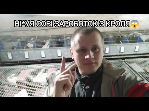 Видео: ВСЕ ПО ФАКТУ! СКІЛЬКІ МОЖНА ЗАРОБИТИ НА КРОЛИКУ? ЧИ ВИГІДНО ТРИМАТИ ФЕРМУ 2024 РОЦІ?