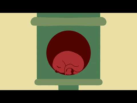 Видео: Мультфільм TOMATO LIZARD. Міжнародний анімаційний воркшоп ANIMA 2025. Дрезден