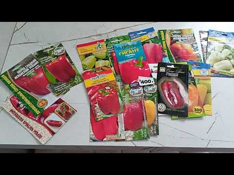 Видео: Самые толстостенные сладкие перцы.12.01.2025 г.