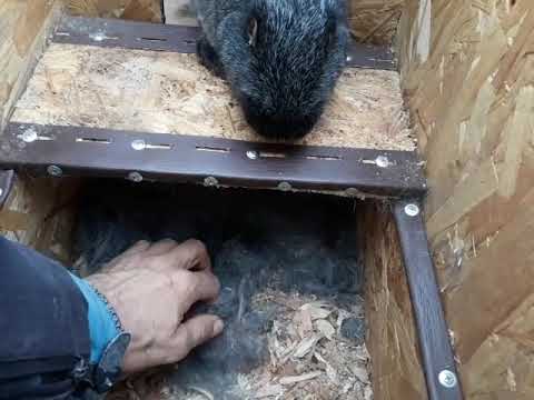 Видео: Окролы очень важные моменты!