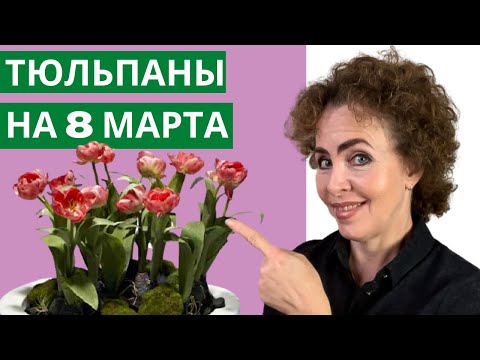 Видео: Выращивание ТЮЛЬПАНОВ к 8 МАРТА. Тюльпаны выращивание. Как сажать Тюльпаны.