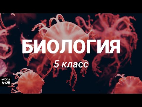 Видео: 5 класс - Биология - Организменная среда жизни - 15.05.2020