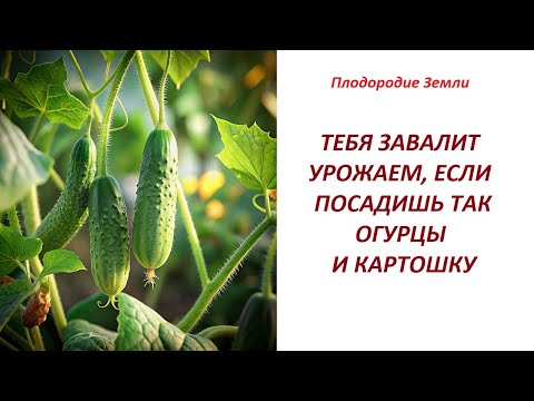 Видео: Посадка огурцов и картошки биоорганическим методом /как саженцу избавиться от тли №548/24