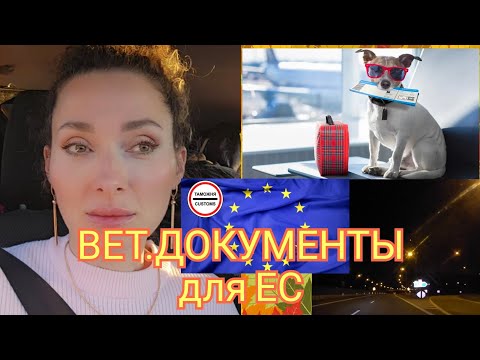Видео: 25 октября 2025 г.😼📝Пакет документов для животных в ЕС/Мы это сделали!/Горжусь Леной #латвия