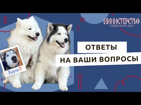 Видео: «Я очень хочу собаку, но…». Выпуск с ответами на ваши вопросы