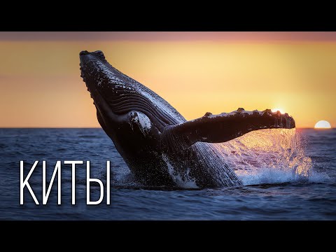 Видео: Киты: Великаны Океана | Интересные факты про китов