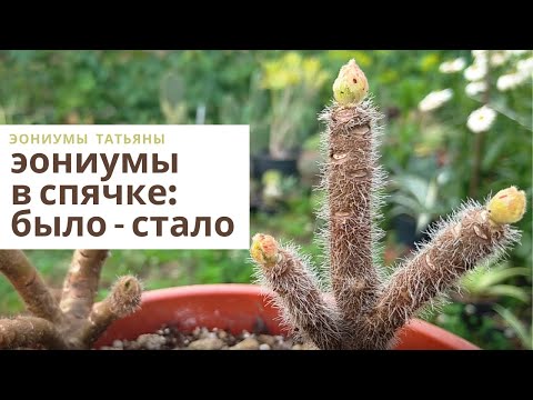Видео: Эониумы в спячке: Было - Стало