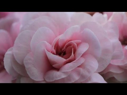 Видео: Топ 5 пеларгоний  с  лучшим цветением в моей коллекции! В том числе дорогие новинки!