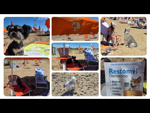 Видео: ALL INCLUSIVE ПЛЯЖ ДЛЯ СОБАК 🐕 #длясобак#hund#собачийпляж#пляж#бибионе#пляжплуто#виталии#собачки#dog