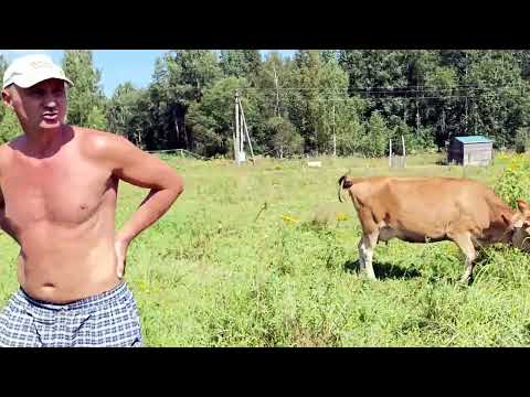 Видео: ПРИУЧАЕМ ТЕЛОЧКУ К ПАСТБИЩУ🐮🏵️🌸🌺