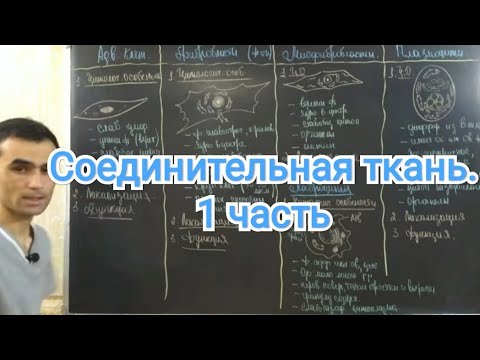 Видео: Гистология. Соединительный ткань.  РВСТ. Фибробласты. #13