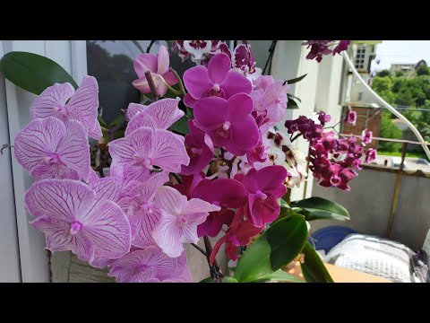 Видео: Орхидеи цветонос ИЗ ТОЧКИ РОСТА. ДЕТКА орхидеи из точки роста. Цветонос из точки роста, что будет.