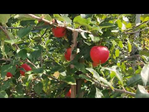 Видео: Сорт яблони Гала Маст, мои наблюдения.