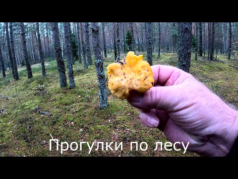 Видео: Прогулки по лесу | Появляется грибное разнообразие.