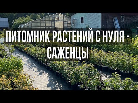 Видео: 9. Наши саженцы // Контейнерная площадка