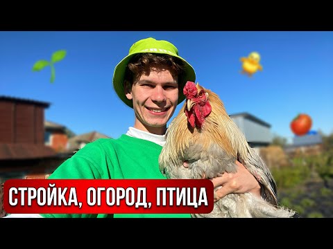 Видео: Жизнь в Деревне 🏡 НАШИ СТРАУСЫ 🐥 Гусята, цыплята, перепеля. Стройка и ОГОРОДНИЕ ДЕЛА продолжаются