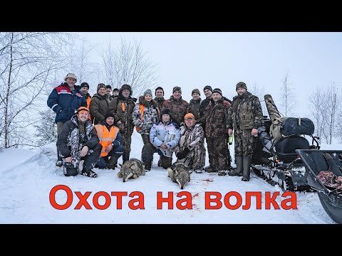 Видео: Охота на волка #2.5 часть вторая