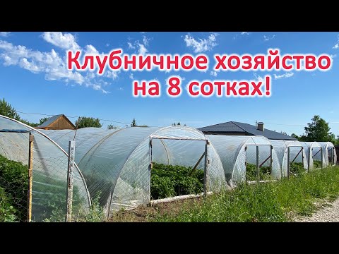 Видео: Клубничное хозяйство на 8 сотках.