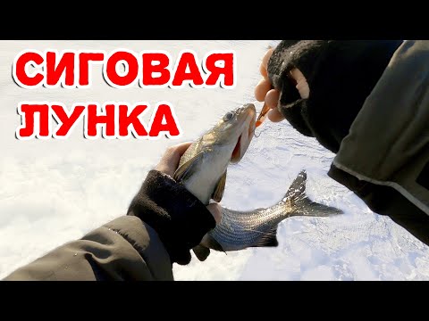 Видео: Ловля сига на голую блесну без подсадки. 7 сигов с одной лунки! Рыбалка в Карелии 2021
