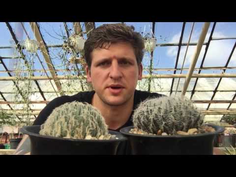 Видео: Хавортия (Haworthia) - удивительно разнообразный род суккулентов.