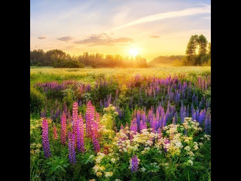 Видео: Как нарисовать луг и цветы маслом|как рисовать цветы и восход солнца|пишем картину маслом|Time Lapse