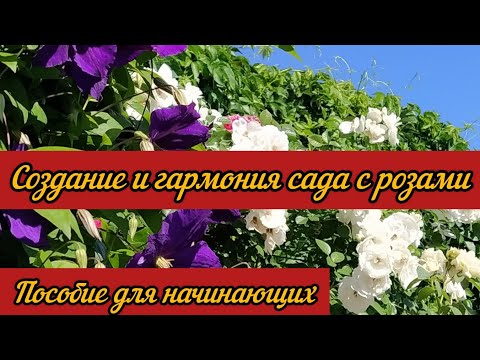 Видео: Создание и гармония сада с розами. Пособие для начинающих.