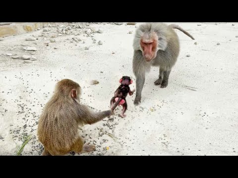 Видео: Малец чуть не удрал к Деду, хочет правит вместе с батей! Мать крепко держит дитя за хвост!ДОМ2