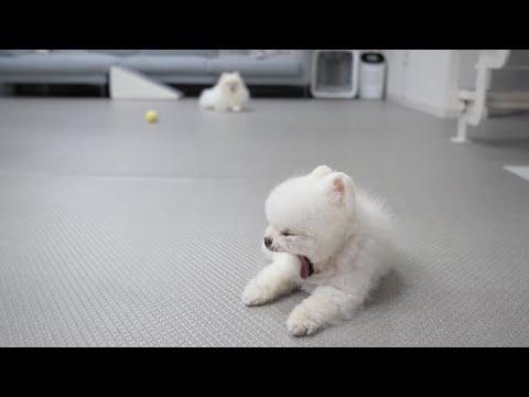 Видео: Собака устала целый день ходить за мамой [Ru Pong Daily V-LOG]