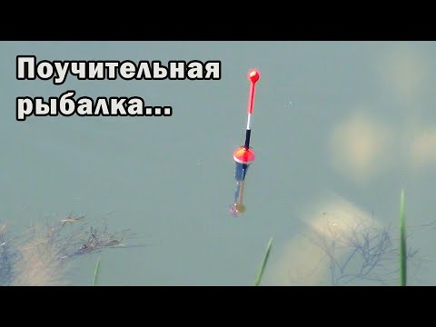 Видео: Забросил удочку к траве и офигел! А обычным способом  была мелочь...Рыбалка на речушке на поплавок