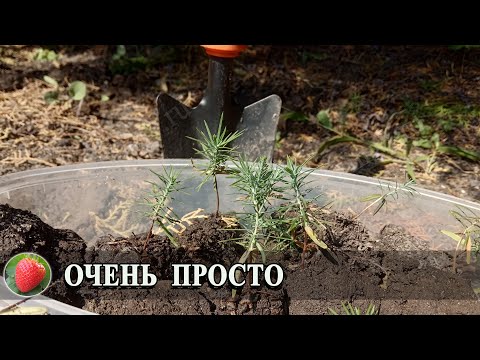 Видео: Самый простой способ размножения туй