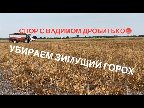 Видео: Убираем зимующий горох