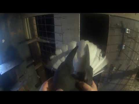 Видео: николаевские голуби 2020 обзор голубей на племя