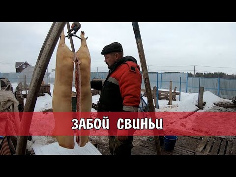 Видео: ЗАБОЙ СВИНЬИ ЧАСТЬ 1 | убой свиньи короткая версия | Вертикальный забой свиньи
