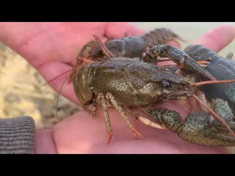Видео: 🦞  ЗАРИБОК 20-ти кг РАКІВ, в моє озеро в селі! 20 kg of CRAYFISH  in my pond 🦞