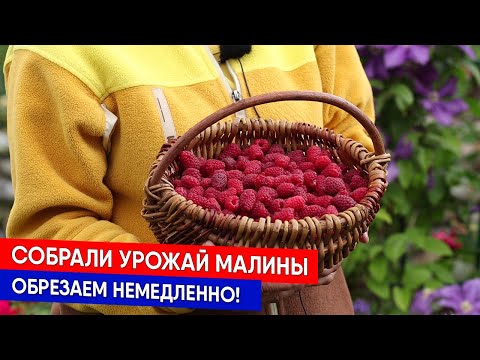 Видео: Собрали урожай малины - обрезаем немедленно!