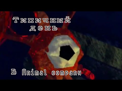 Видео: Самый типичный день в Animal company 🌝