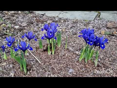 Видео: ПЕРЕДЕЛКА ЦВЕТНИКА: от каких растений решила избавиться.